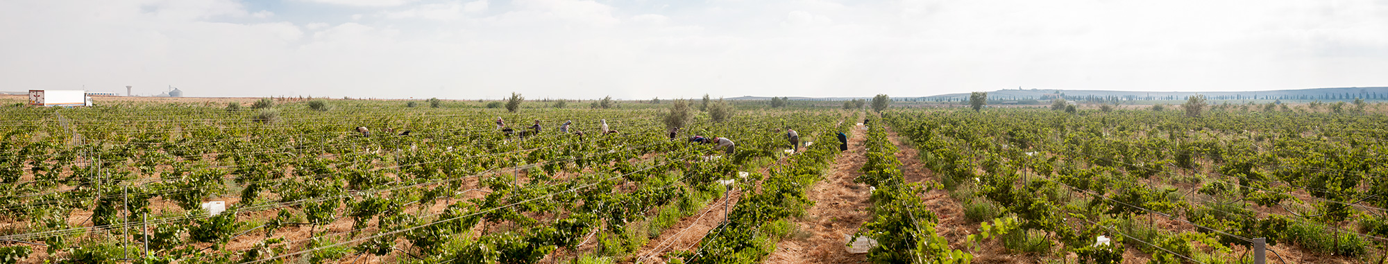 panoramic_picture_of_saint_george_vineyard_in_mafraq-Panorama-croped-saint_george_wine_of_jordan-zumot_wines-winery-vineyard-middle_east_wine-wine_origin-workers-mafraq-madaba-harvest-jordan