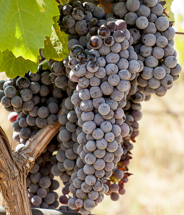 carmenere-saint_george_wine-zumot_winery-jordan