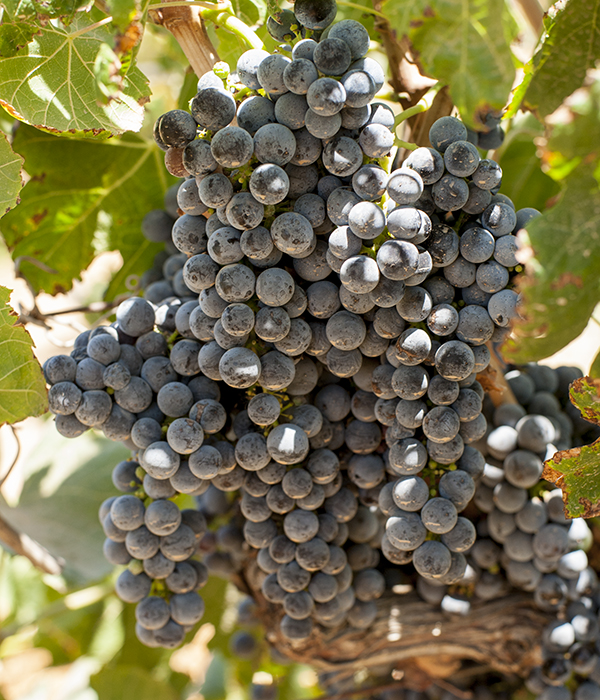 merlot-saint_george_wine-zumot_winery-jordan
