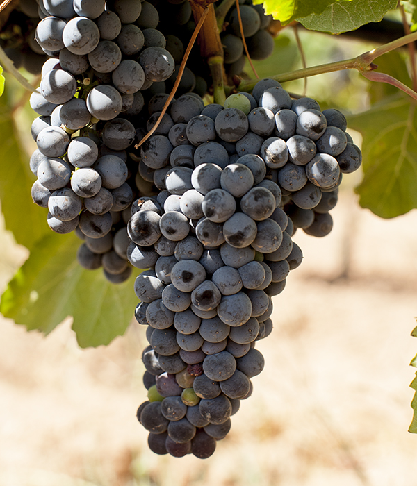pinot_noir-saint_george_wine-zumot_winery-jordan