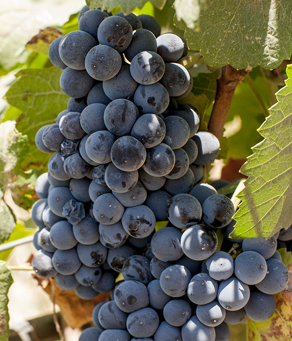 sangiovese-saint_george_wine-zumot_winery-jordan