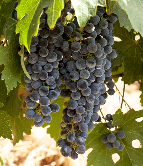 cabernet_sauvignon-saint_george_wine-zumot_winery-jordan