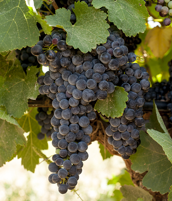 shiraz-saint_george_wine-zumot_winery-jordan